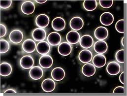 windsor essex live blood analysis leamington